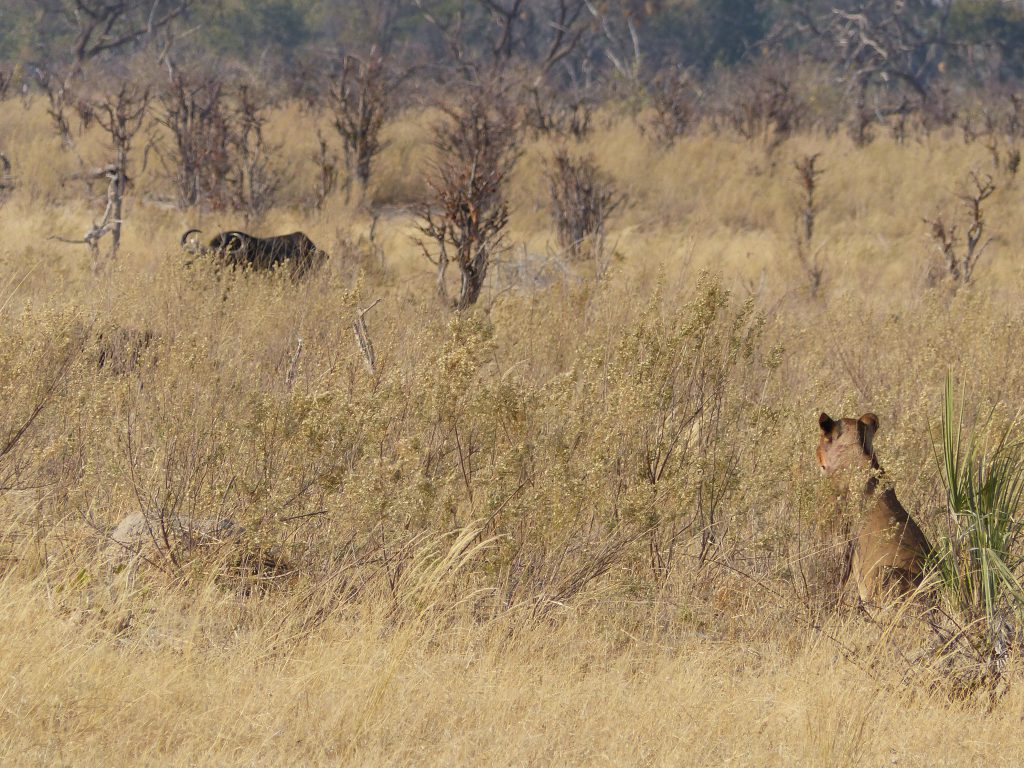 Lionnes en chasse