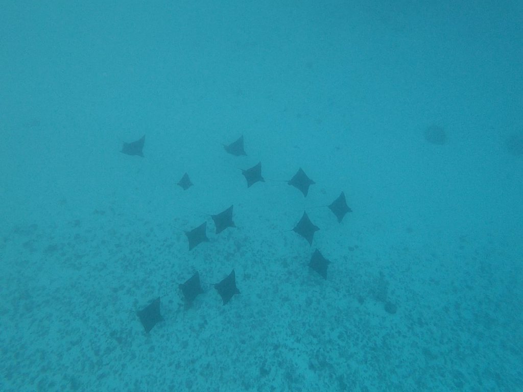 Raies léopard à Moorea