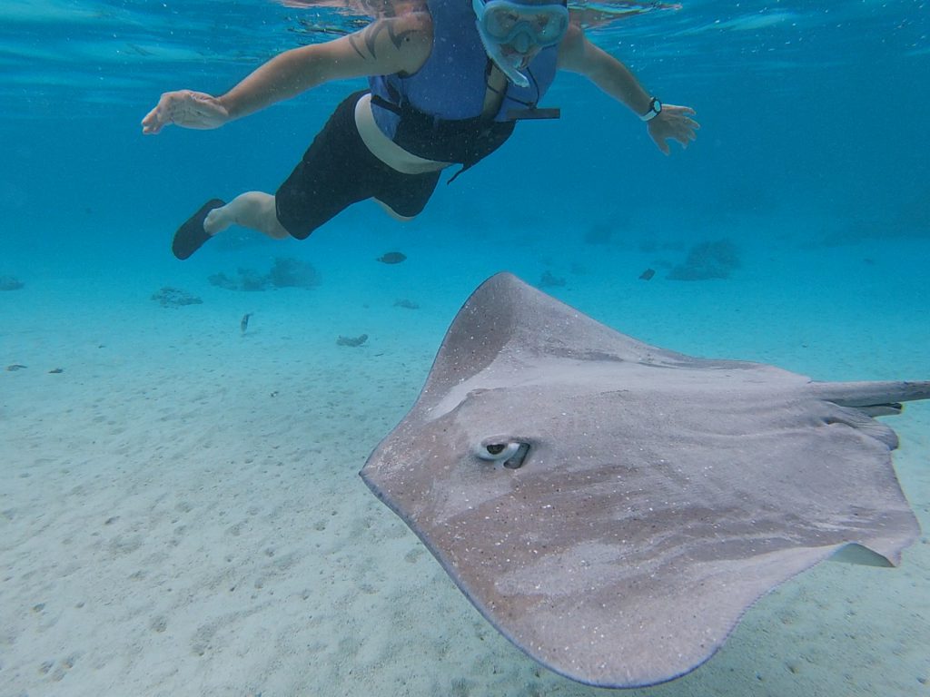 Rencontre avec une raie à Moorea