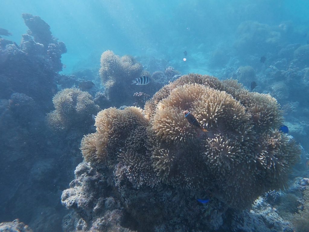 Snorkeling au ponton de l'hôtel Mahana