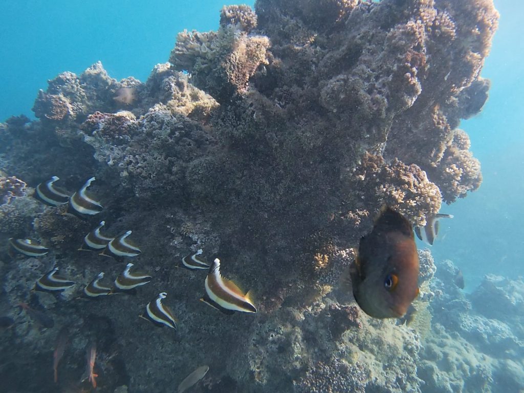 Snorkeling au ponton de l'hôtel Mahana