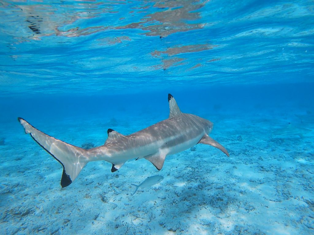 Snorkeling avec les requins