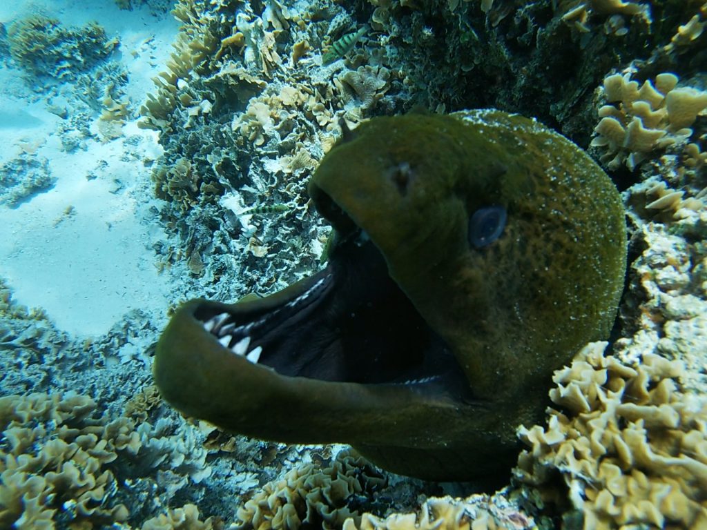 Une murène à Bora Bora