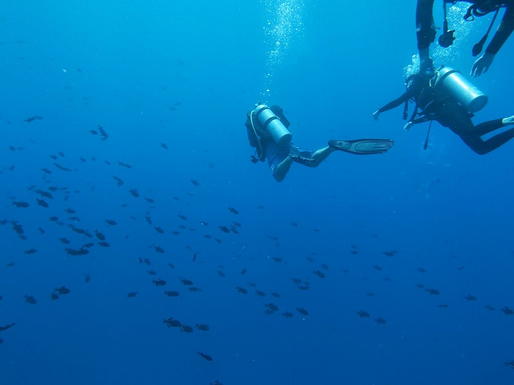 Plongée bouteille à Rangiroa