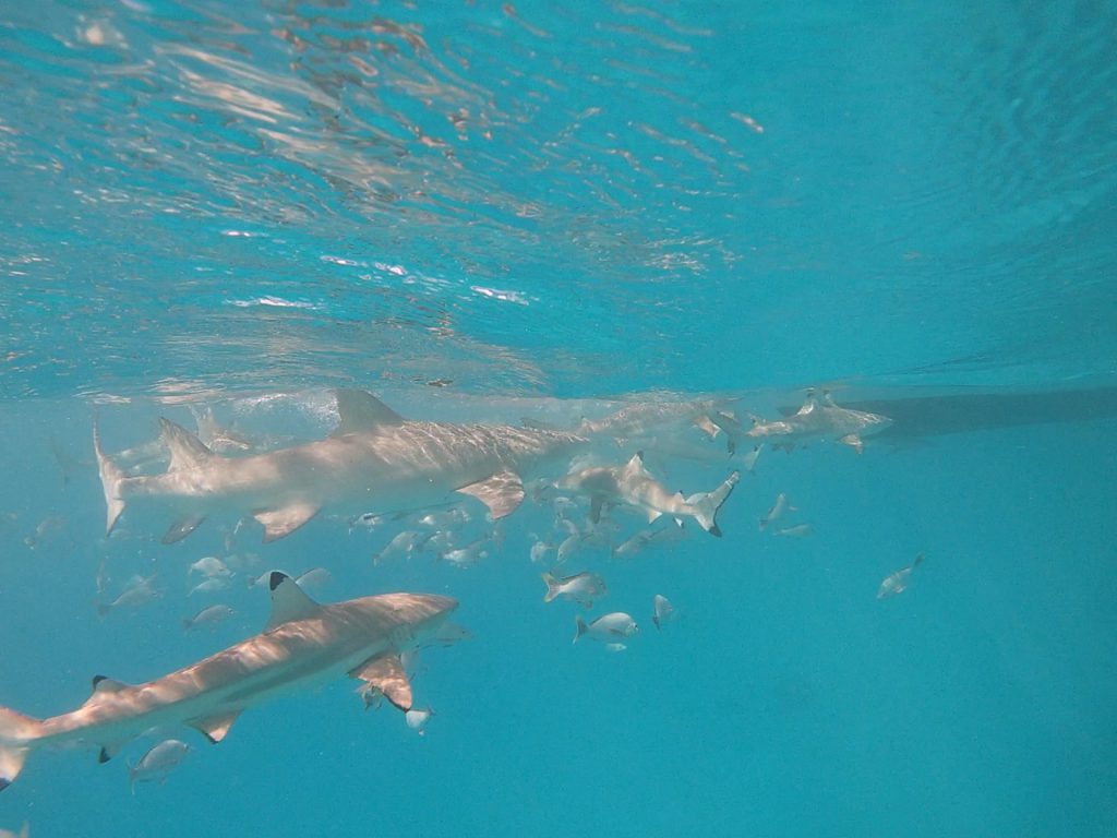 Requins à Rangiroa