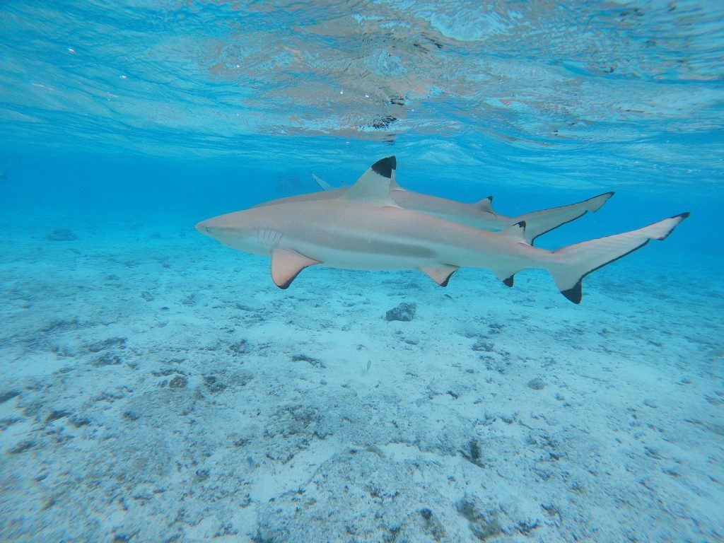 Snorkeling avec les requins