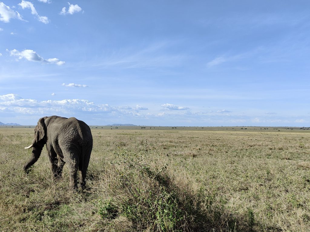 Eléphant au Serengeti