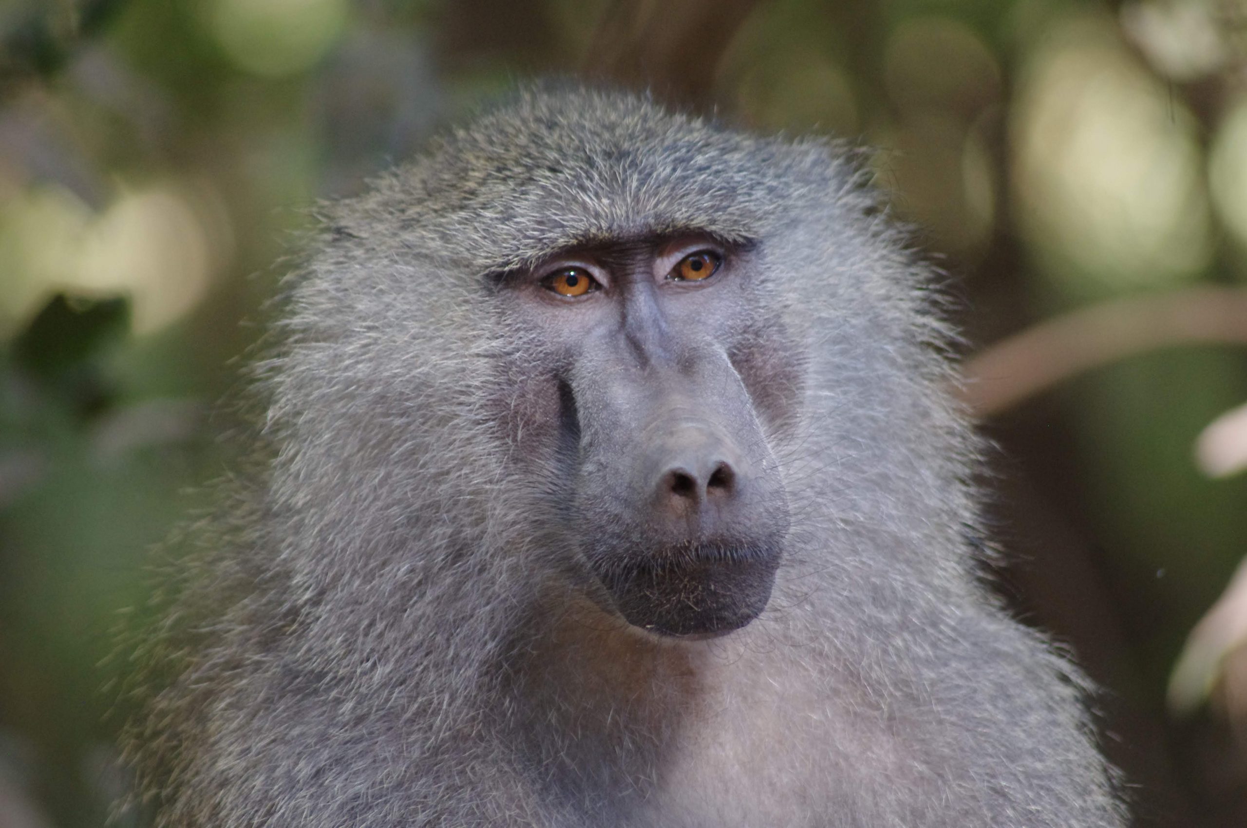 Babouin au lac Manyara