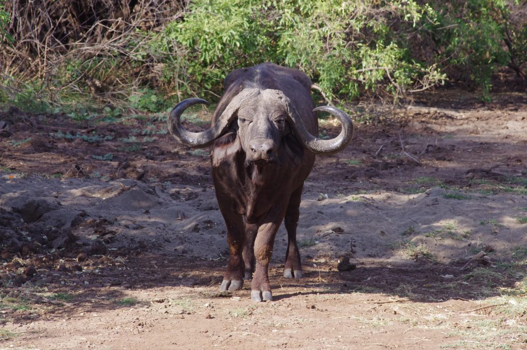 Buffle au lac Manyara