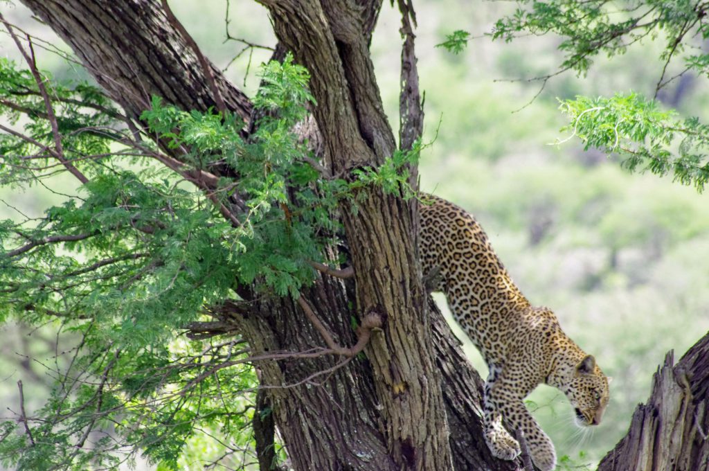 Léopard au Serengeti