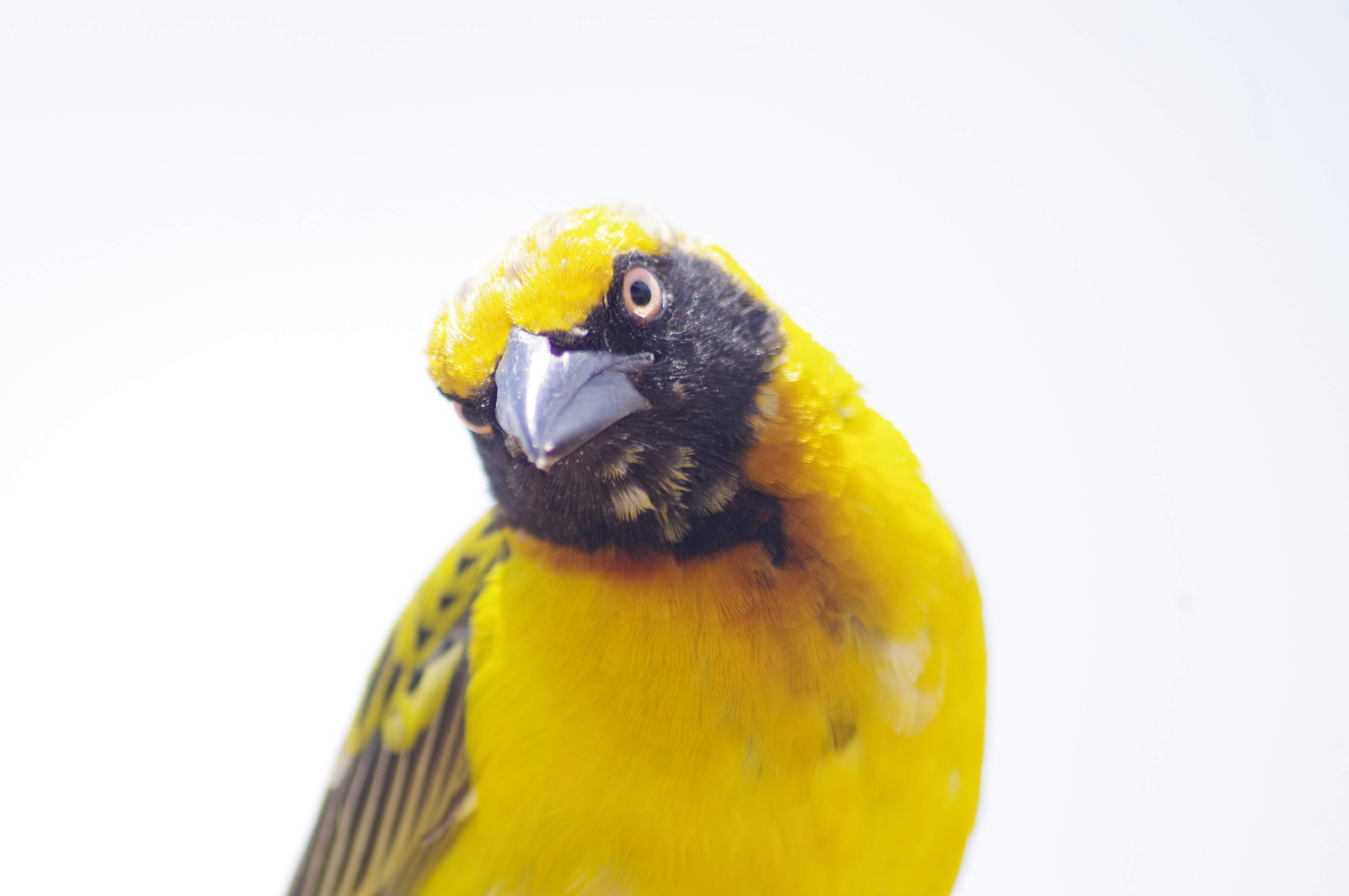 Oiseaux dans le cratère de Ngorongoro