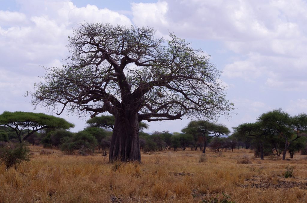 Baobabs du Tarangire