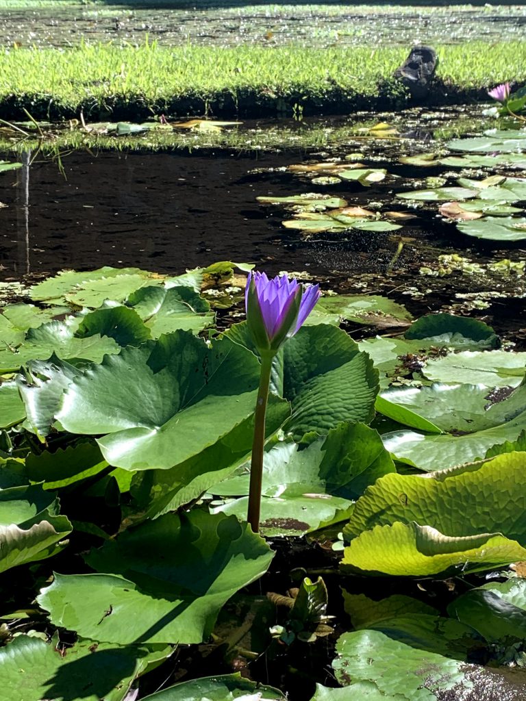 Jardins d'eau de Vaipahi 