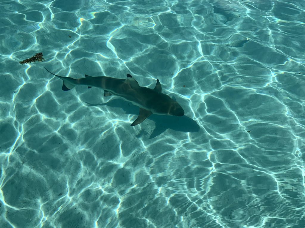 Requin à Moorea