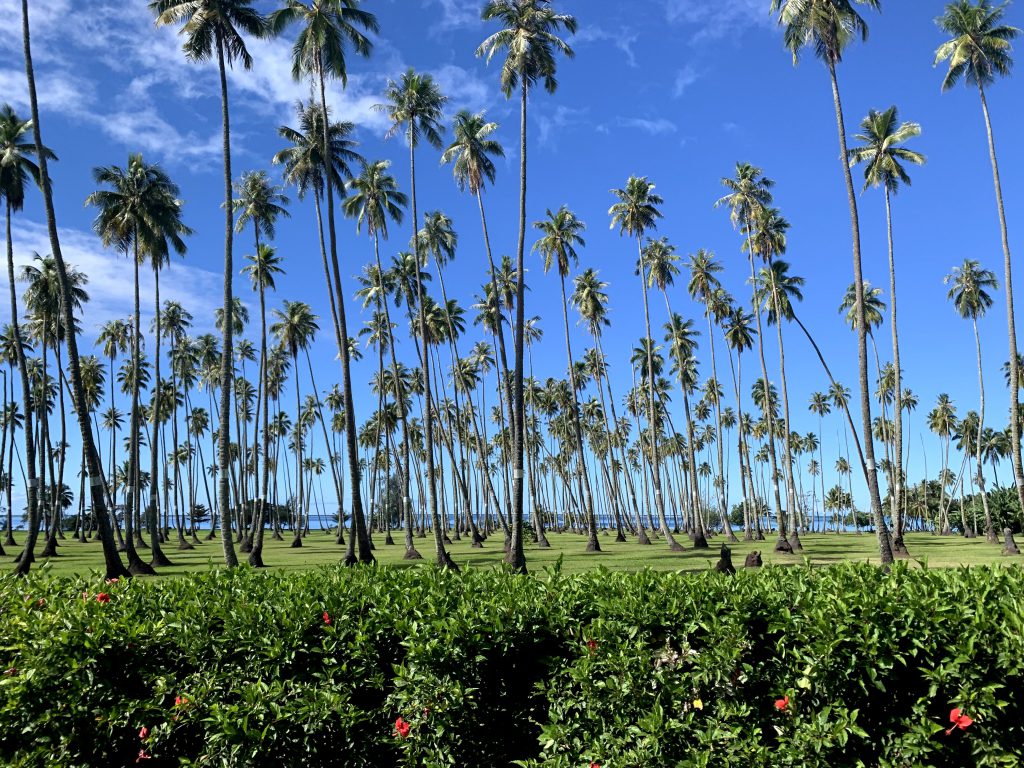 Champs de palmiers à Tahiti