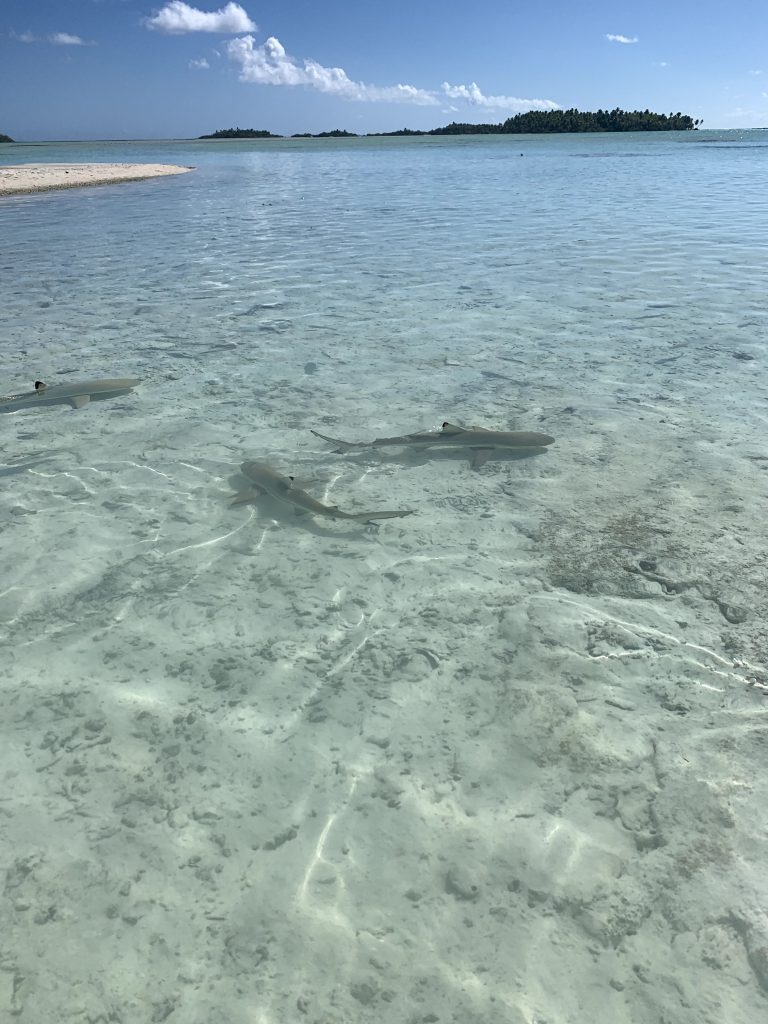 Requins au lagon bleu