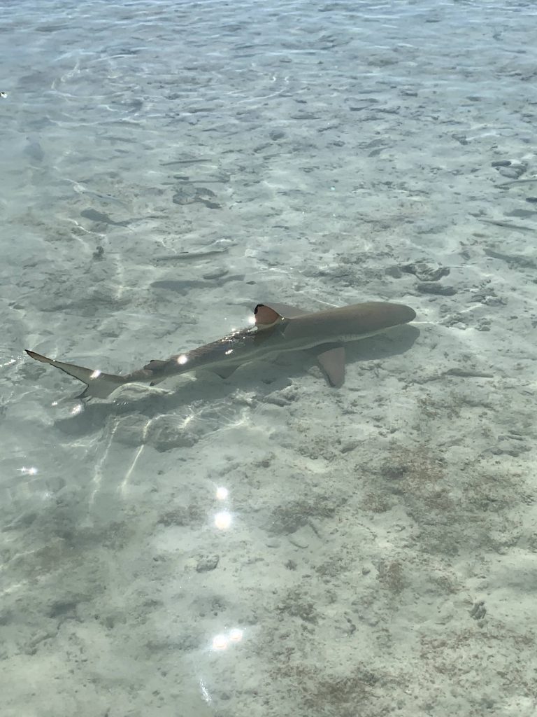 Requins au lagon bleu