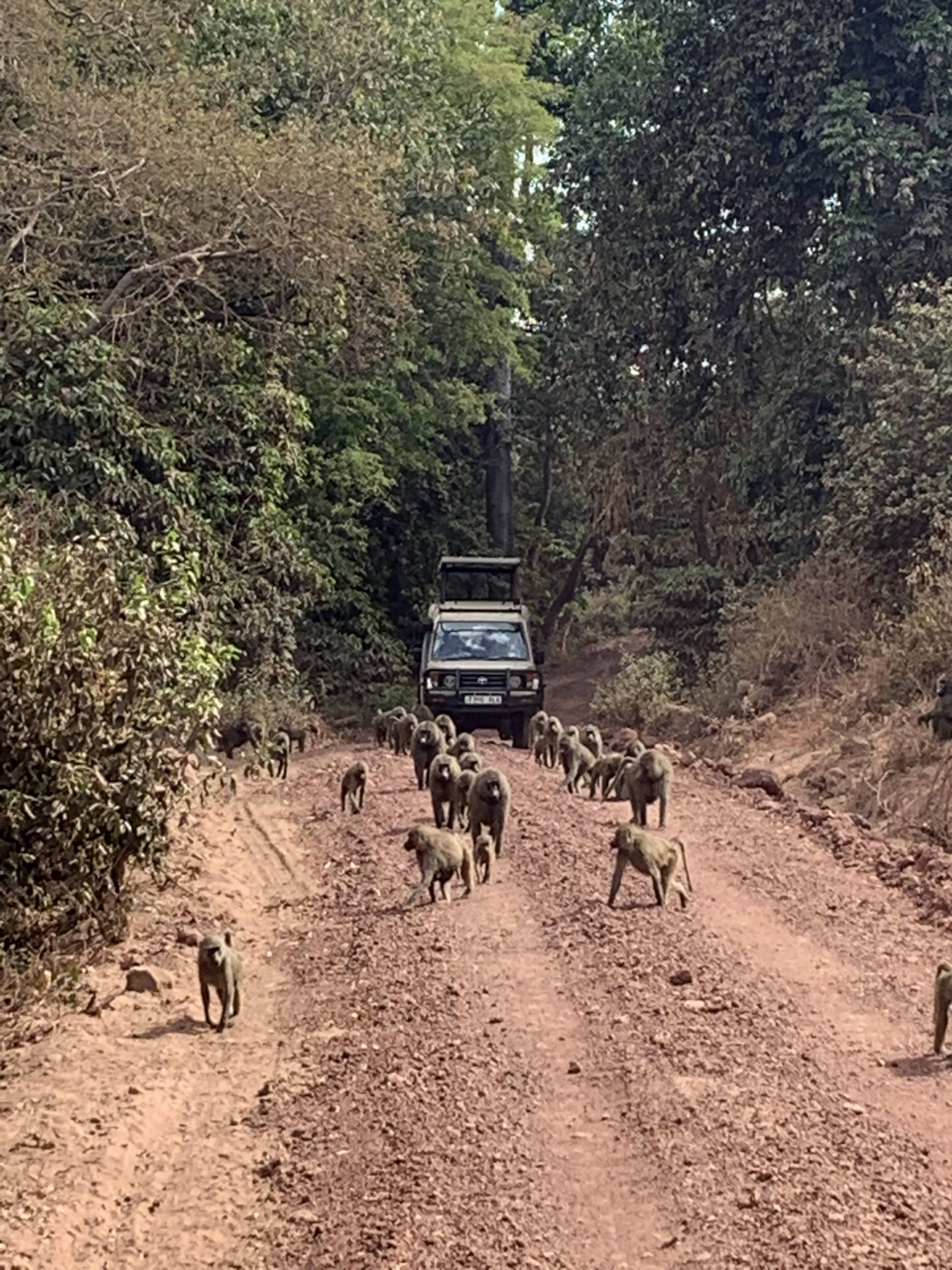 Babouins au lac Manyara