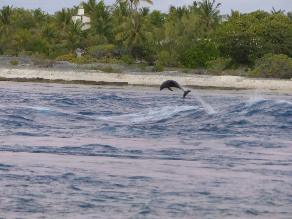 Un dauphin qui joue dans la passe de Tiputa