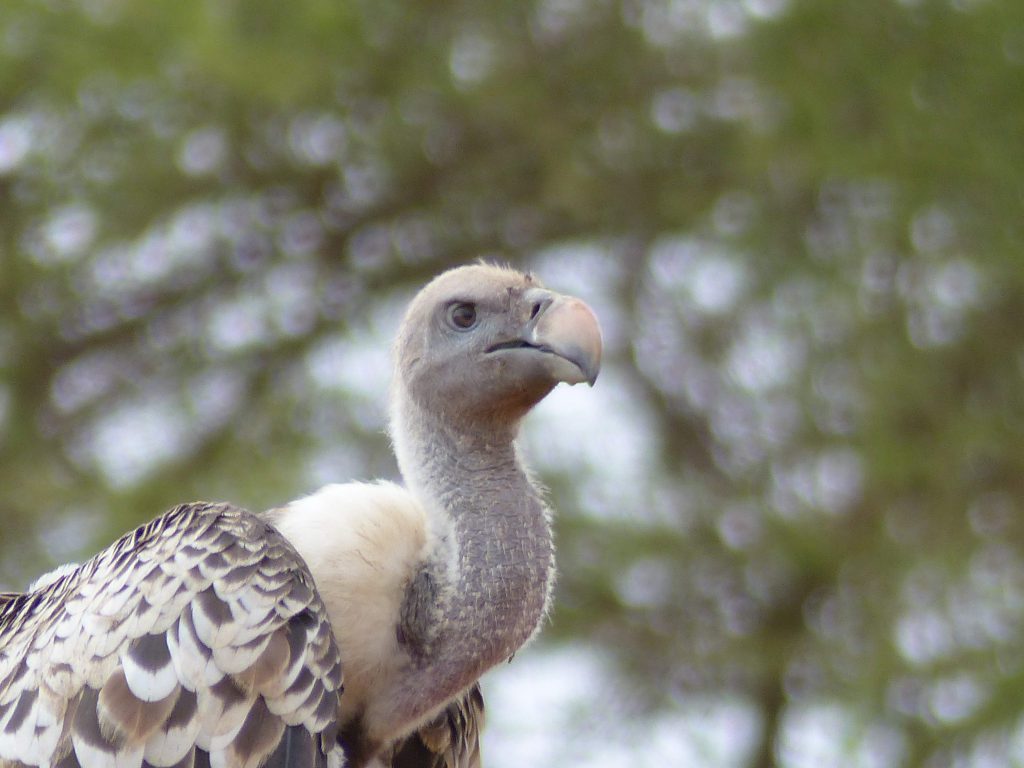 Vautour au Tarangire