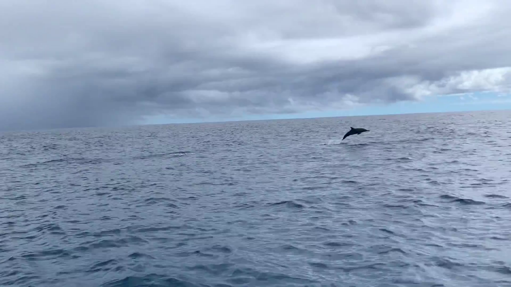 Dauphins à Moorea