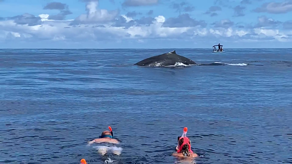 Rencontre avec une baleine à Moorea