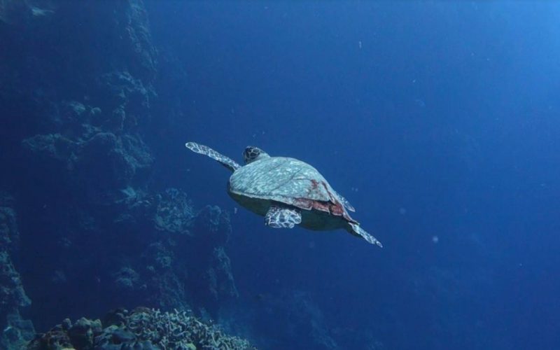 Plongée à Cozumel