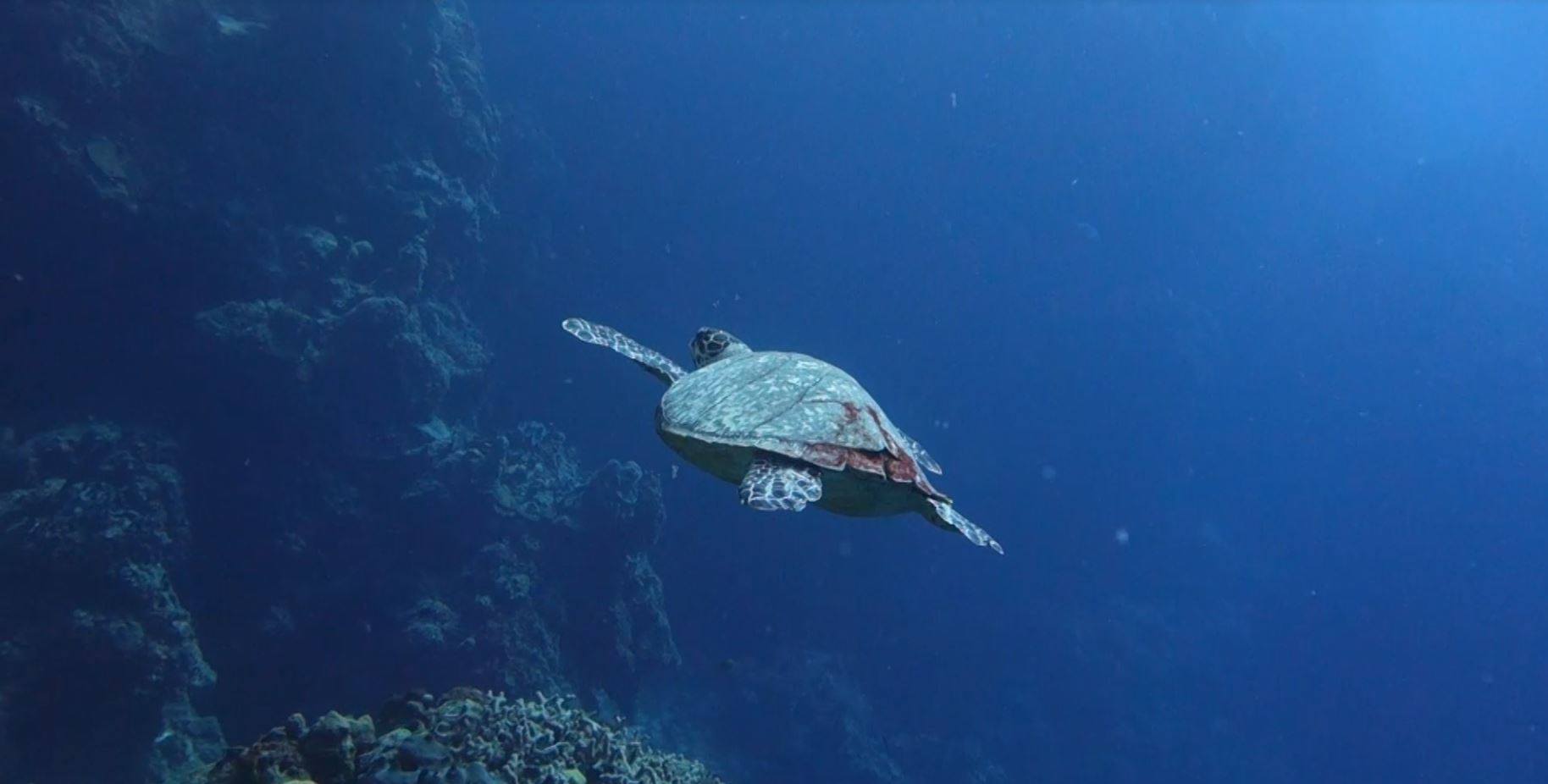 Cozumel Plong├®e ├á Cozumel