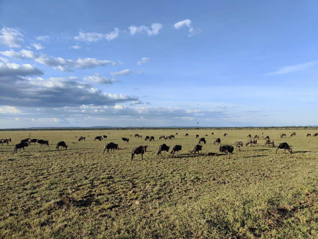 Gnous au Serengeti