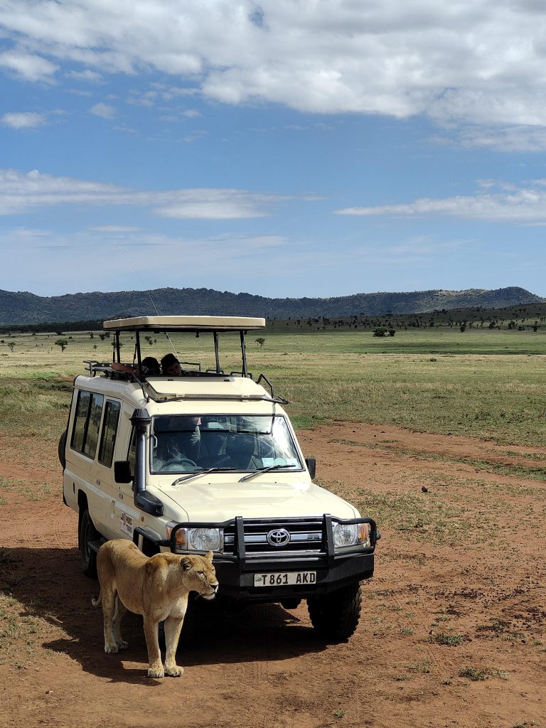 Lionne au Serengeti