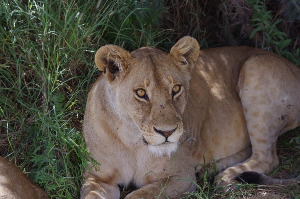 Lionne au Serengeti