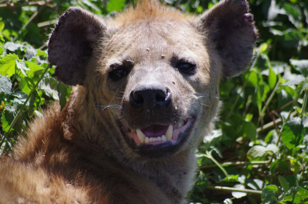 Hyène au Serengeti