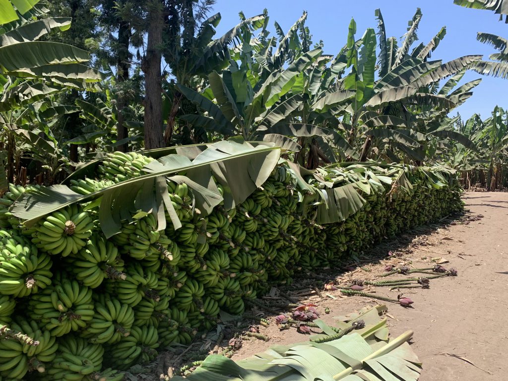 Plantation de bananes à Mto Wa Mbu