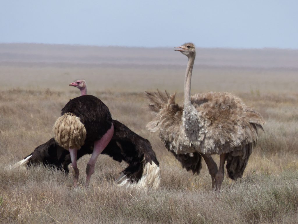 Autruches au Serengeti