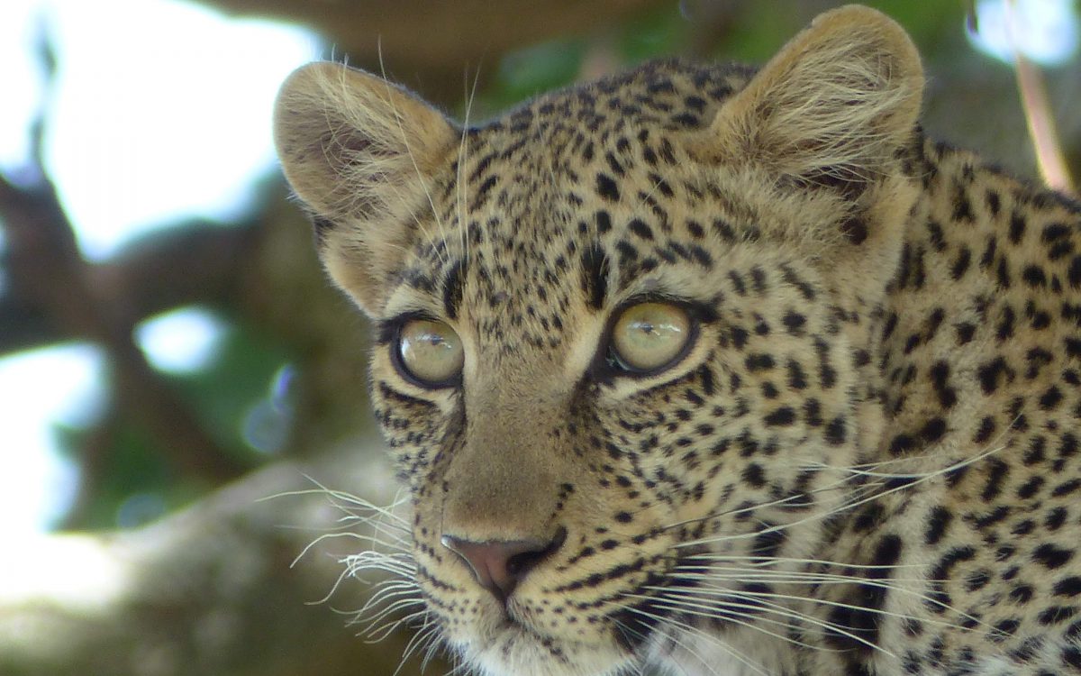 Léopard au Serengeti