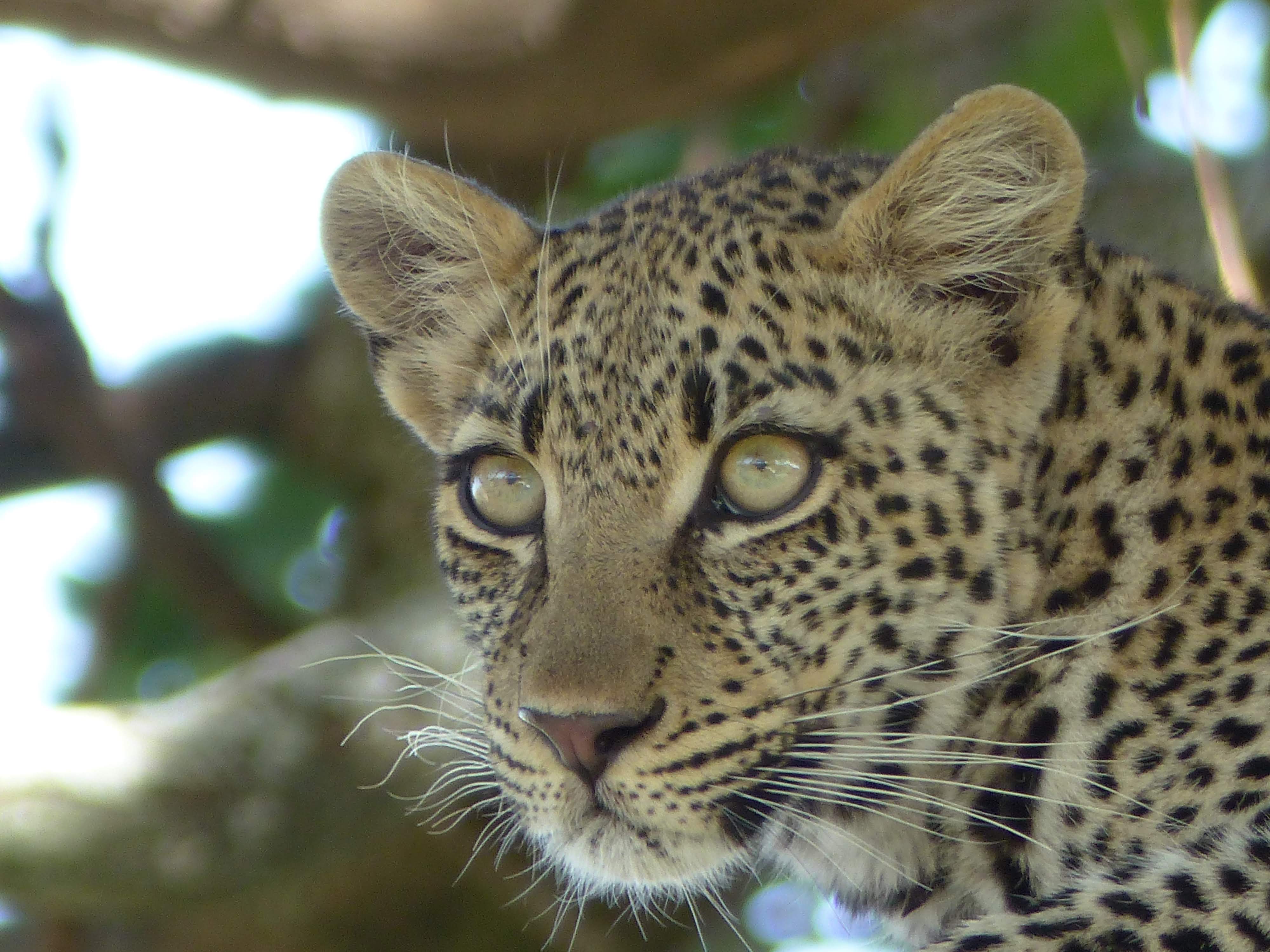Tanzanie L├®opard au Serengeti