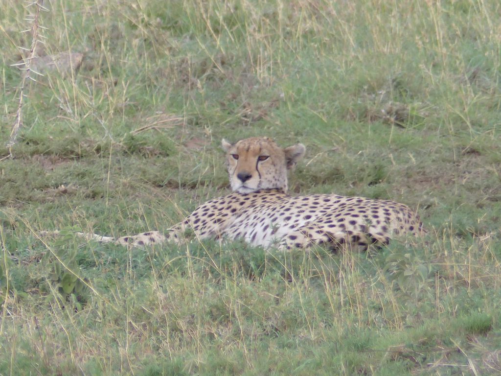 Guépard au Serengeti