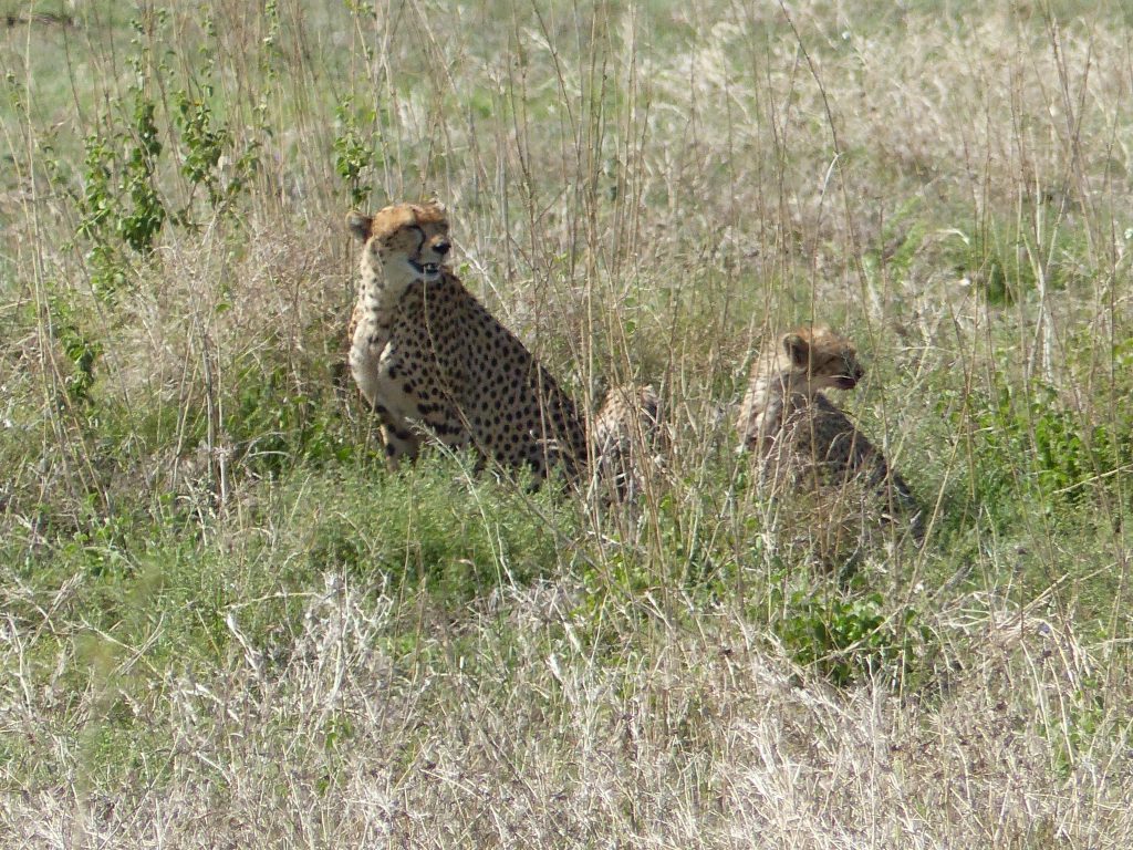 Guépards au Serengeti