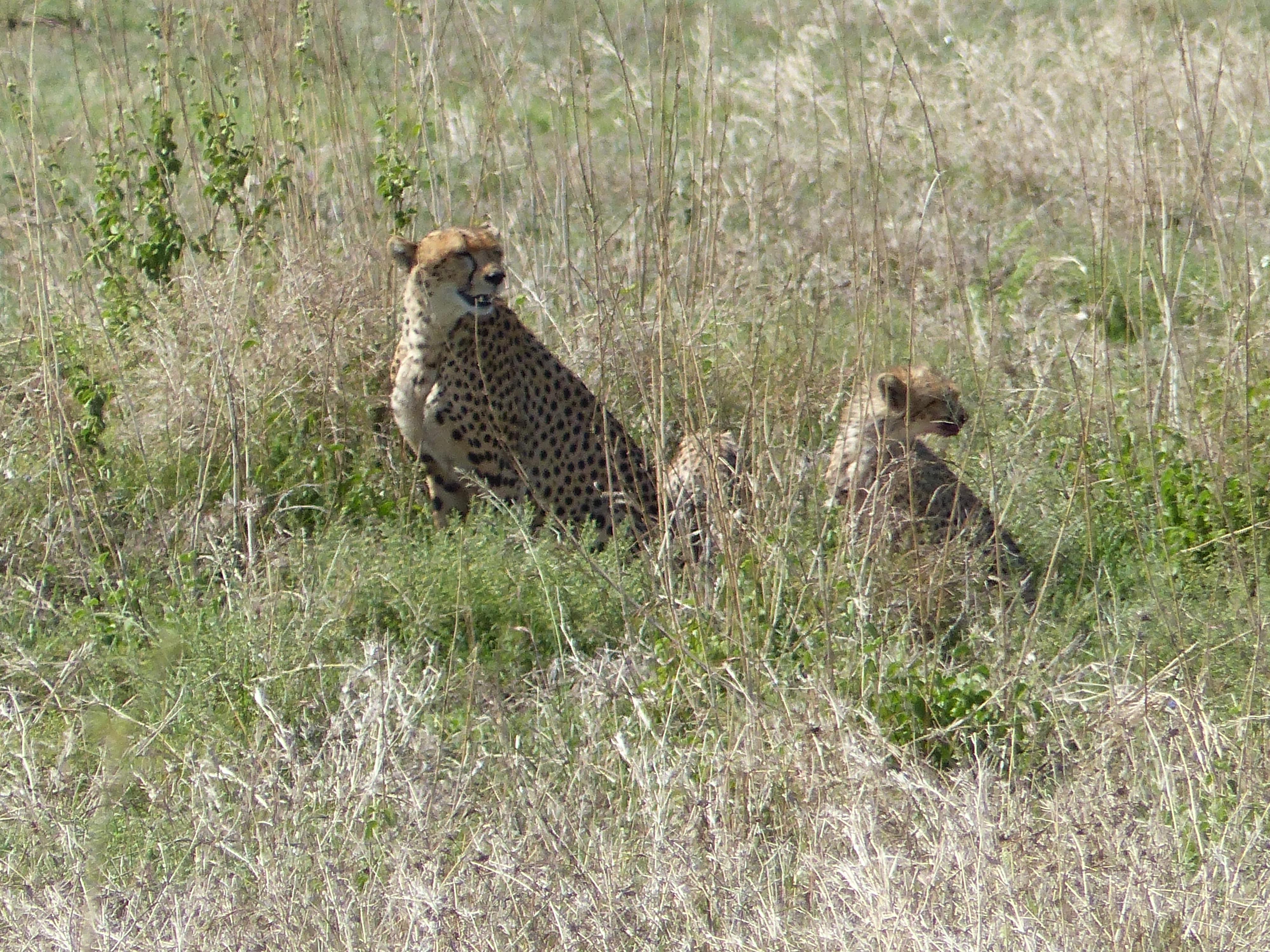Gu├®pards au Serengeti