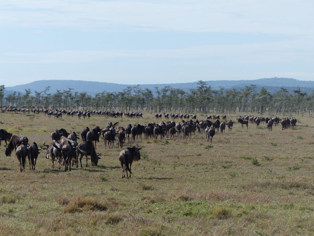 Gnous au Serengeti