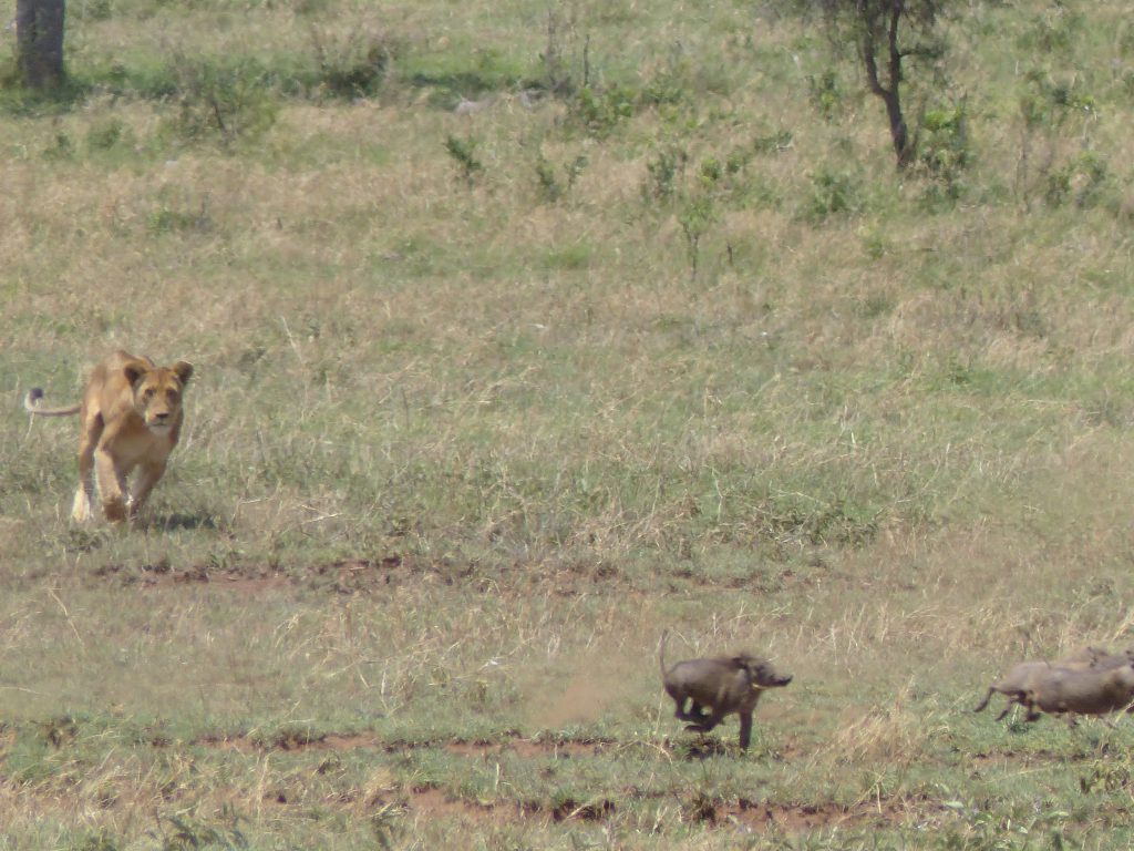 Chasse au Serengeti