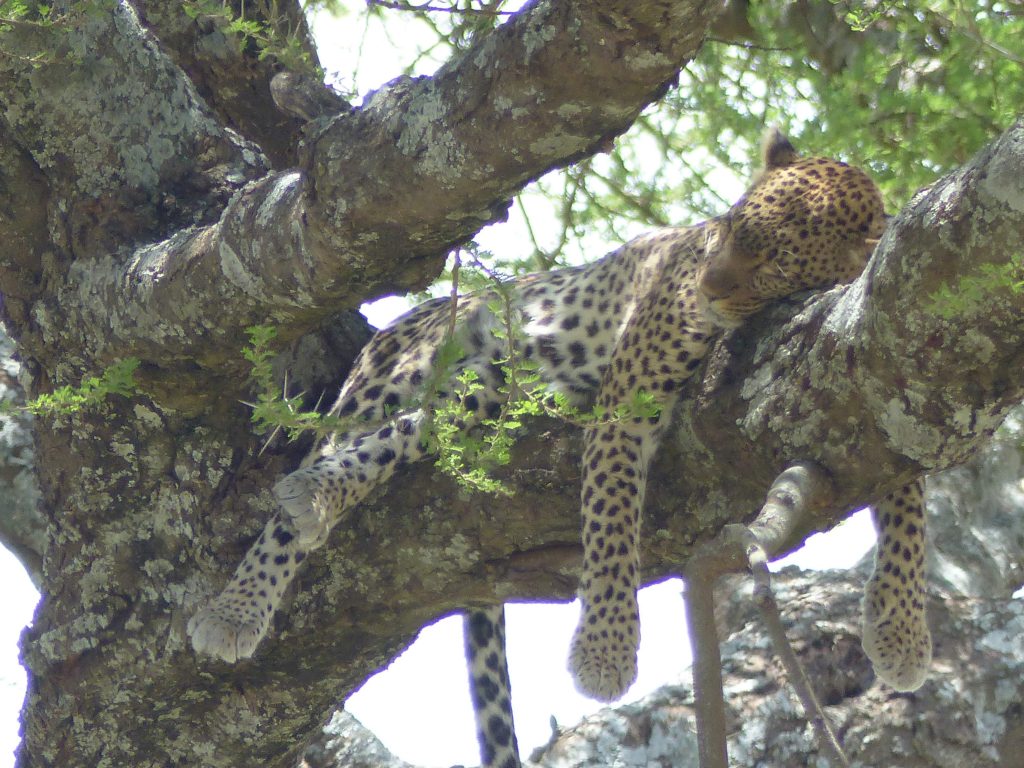 Léopard au Serengeti