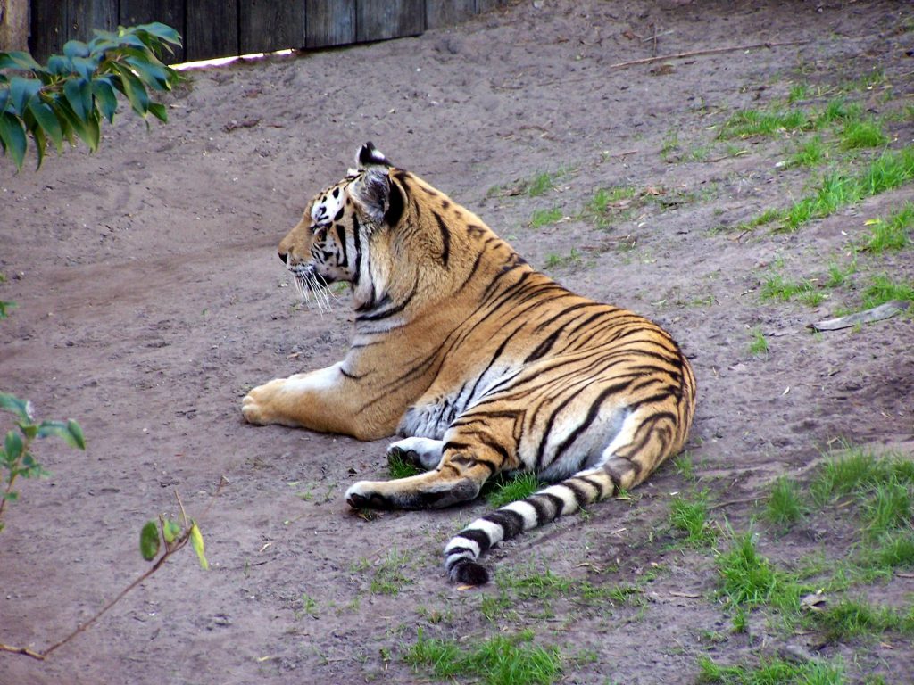 Les tigres de Maharajah Jungle Trek à Animal Kingdom