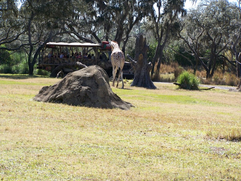 Kilimanjaro Safaris à Animal Kingdom