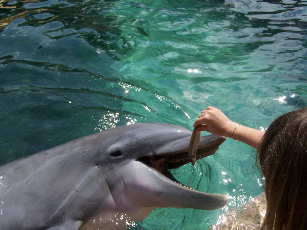 Julie donne à manger aux dauphins