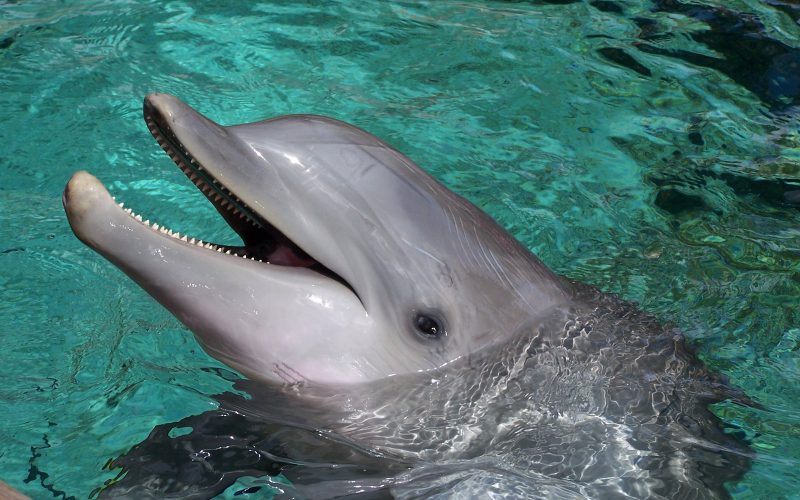 Nourrir et caresser les dauphins à Dolphin Cove