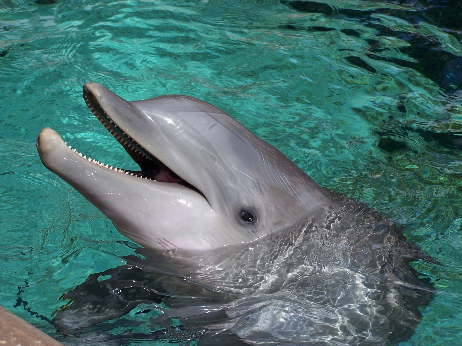 Nourrir et caresser les dauphins à Dolphin Cove