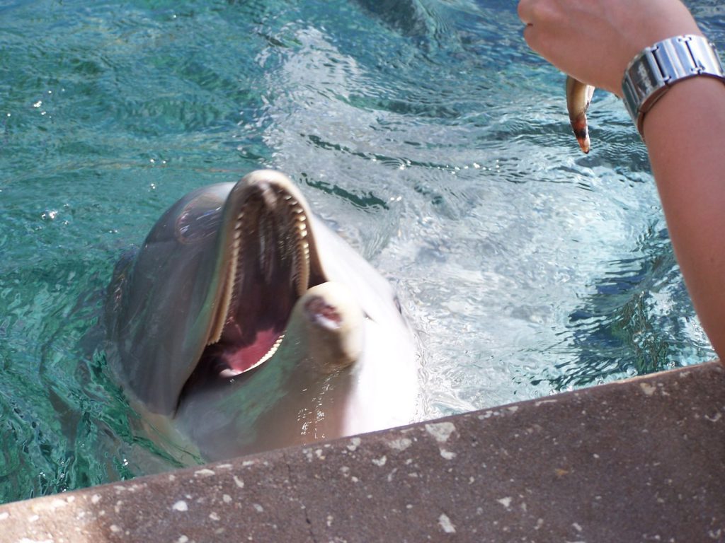 Nourrir et caresser les dauphins à Dolphin Cove