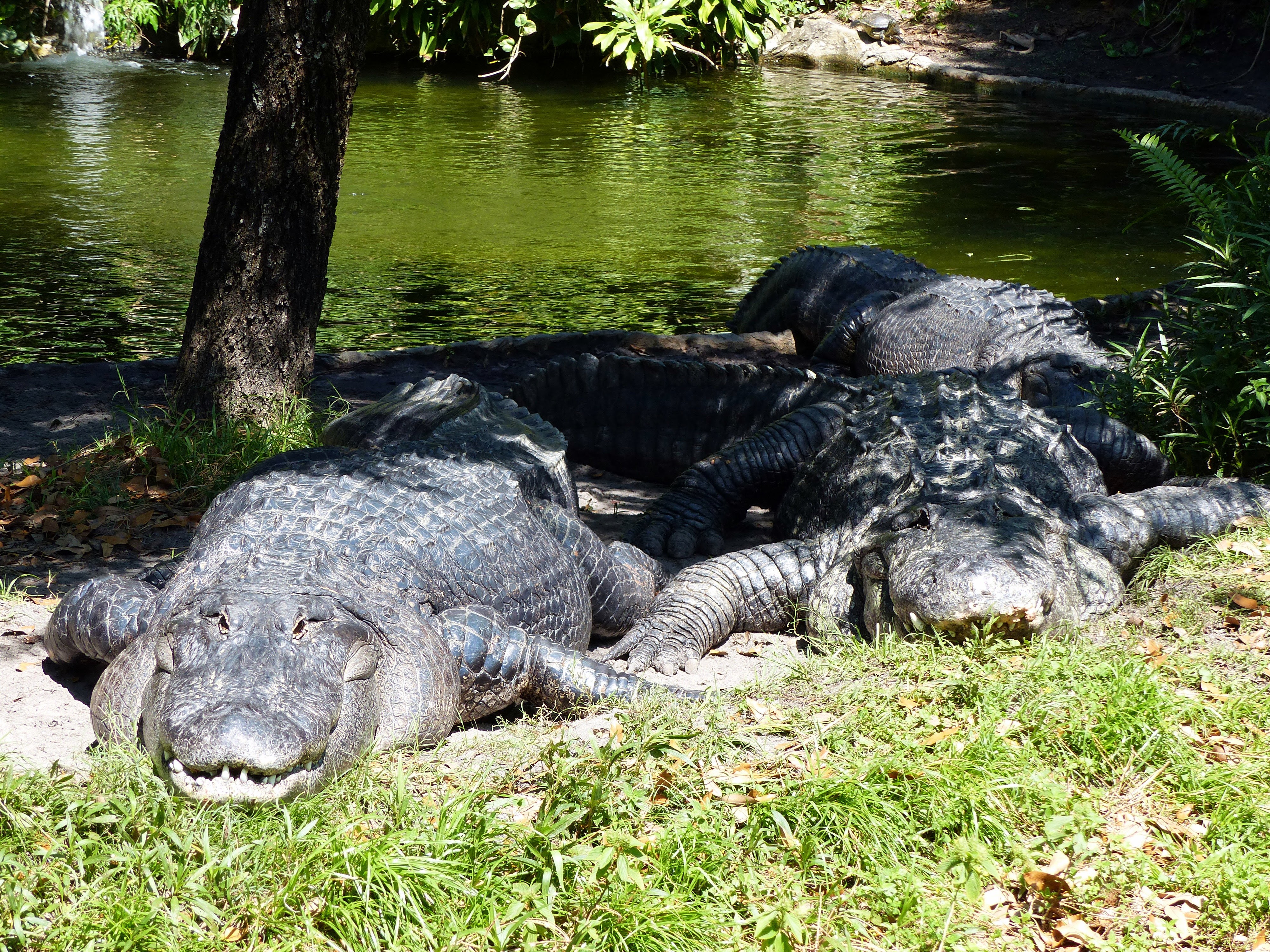Busch Gardens