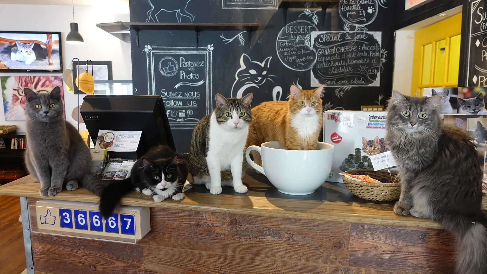 Café Chat L'Heureux